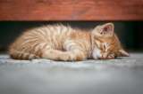 Denuncian envenenamiento de seis gatos en Piedecuesta, Santander