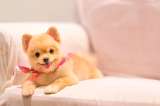 10 nombres de perritas originales que te encantarán