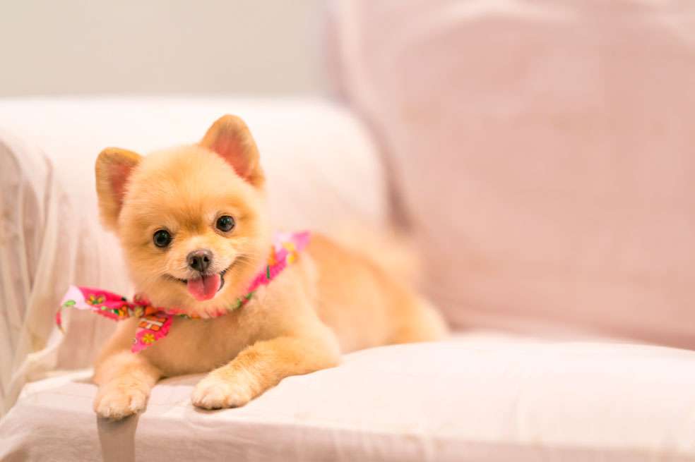 10 nombres de perritas originales que te encantarán