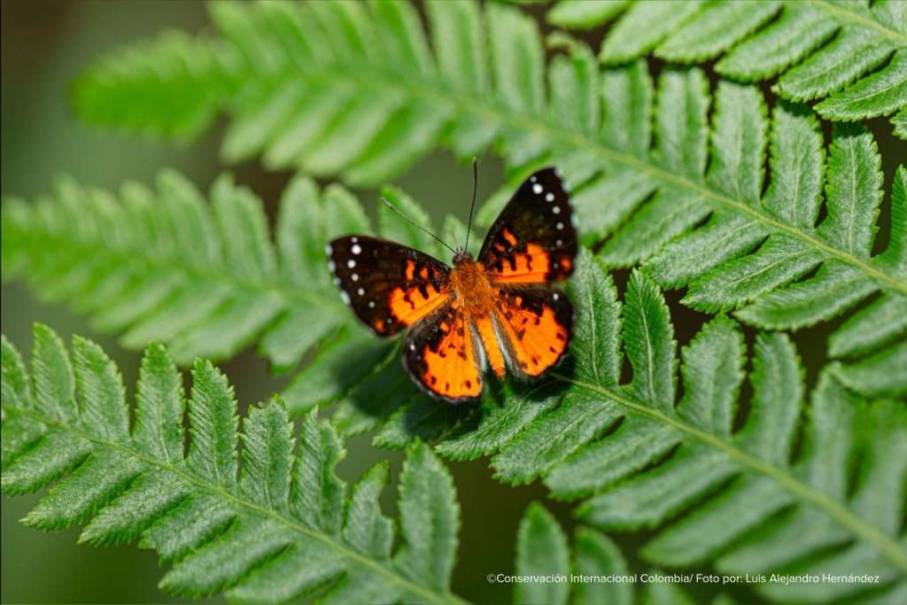 Mariposas.