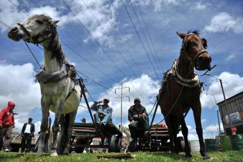 Desaparición de ‘zorras’ anda a su misma velocidad