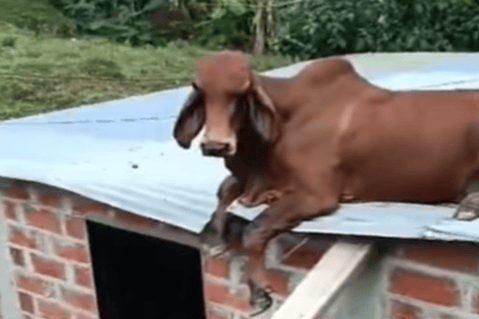 Encontraron a una vaca en el techo de una casa en Antioquia