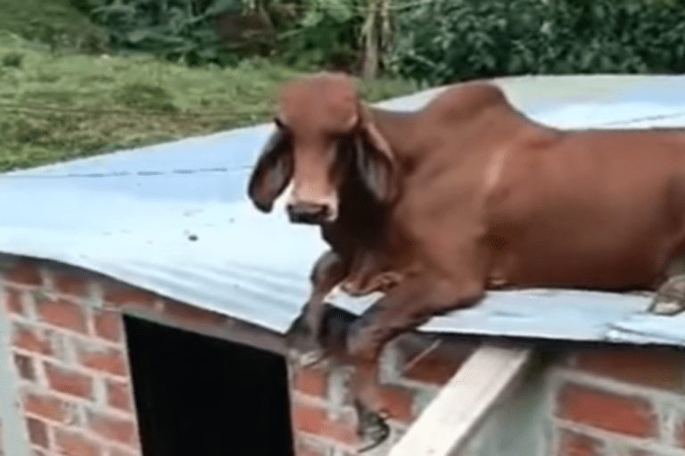 Encontraron a una vaca en el techo de una casa en Antioquia