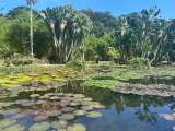 ¿Qué hacer en Río de Janeiro?: así es el turismo botánico que conquista visitantes