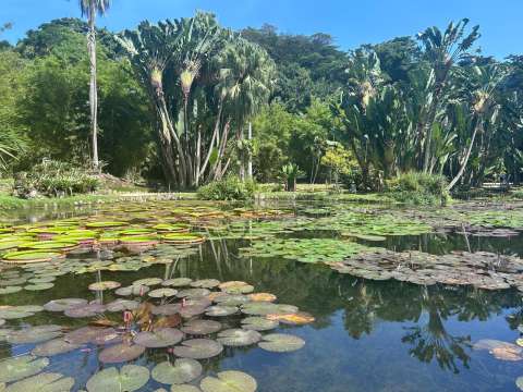 ¿Qué hacer en Río de Janeiro?: así es el turismo botánico que conquista visitantes