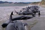 Un centenar de ballenas piloto mueren varadas en Nueva Zelanda