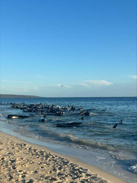 Rescatan 100 ballenas varadas en una playa de Australia. Otras 29 murieron