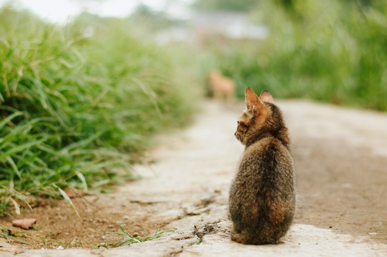 Con jornadas de esterilización, buscan disminuir población de gatos ferales