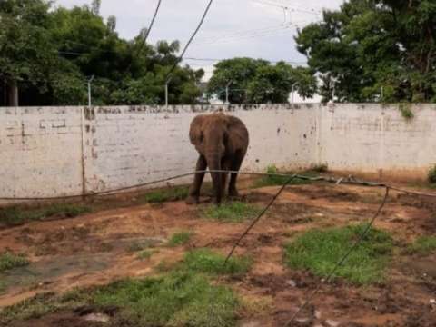 Santuario animal rescatará elefantes que viven en zoológicos bajo malas condiciones