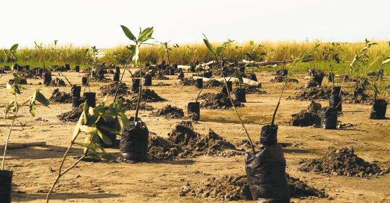 En Puerto Colombia se sembraron 140 árboles para retribuirle al planeta por la emisión de CO2. / Daniel Castelblanco, ProColombia