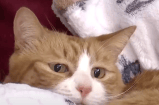 Una gata se perdió en una mudanza y apareció un mes después atrapada en el sofá
