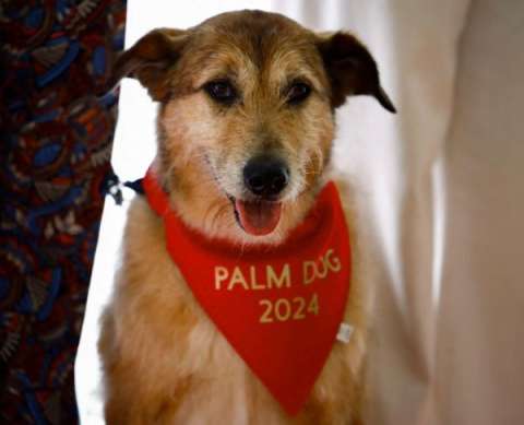 Kodi, el perrito callejero que ganó el Palm Dog en Cannes