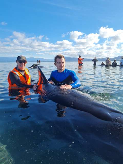 Rescatan 28 ballenas piloto encalladas en Nueva Zelanda