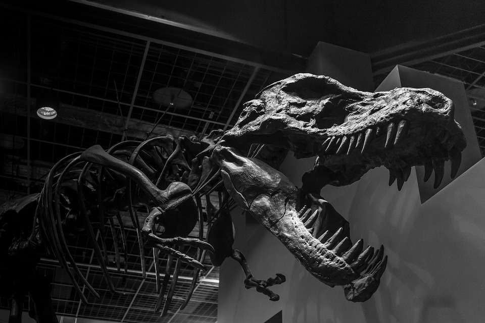 El meteorito de Chicxulub provocó la extinción del 75 % de las especies, incluidos los dinosaurios.