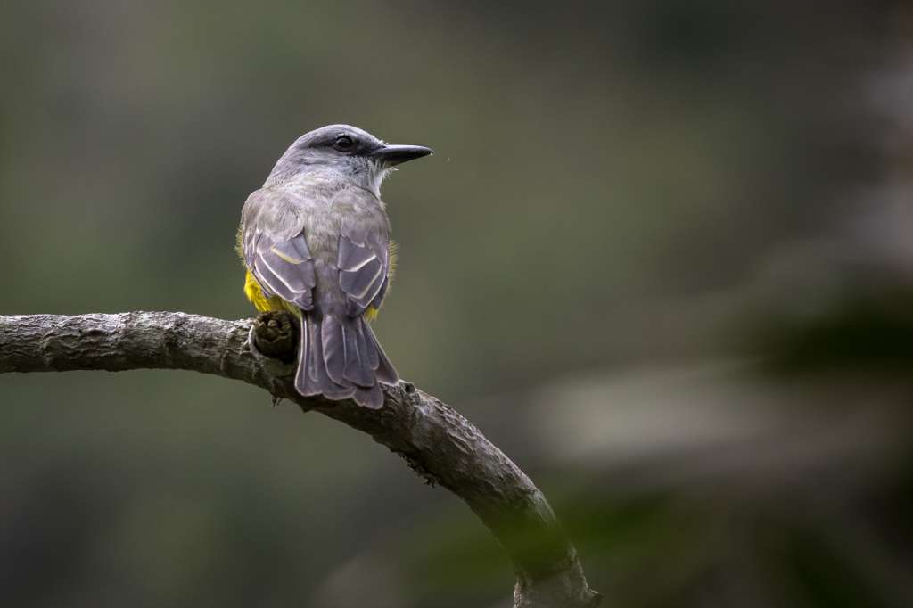El sirirí común (Tyrannus melancholicus) es un ave de 20 centímetros y 40 gramos que habita desde el sur de los Estados Unidos hasta el centro de Argentina, incluyendo Colombia.