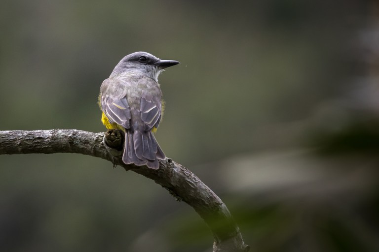 ¿Realmente Perú superó a Colombia como el país con mayor diversidad de aves?