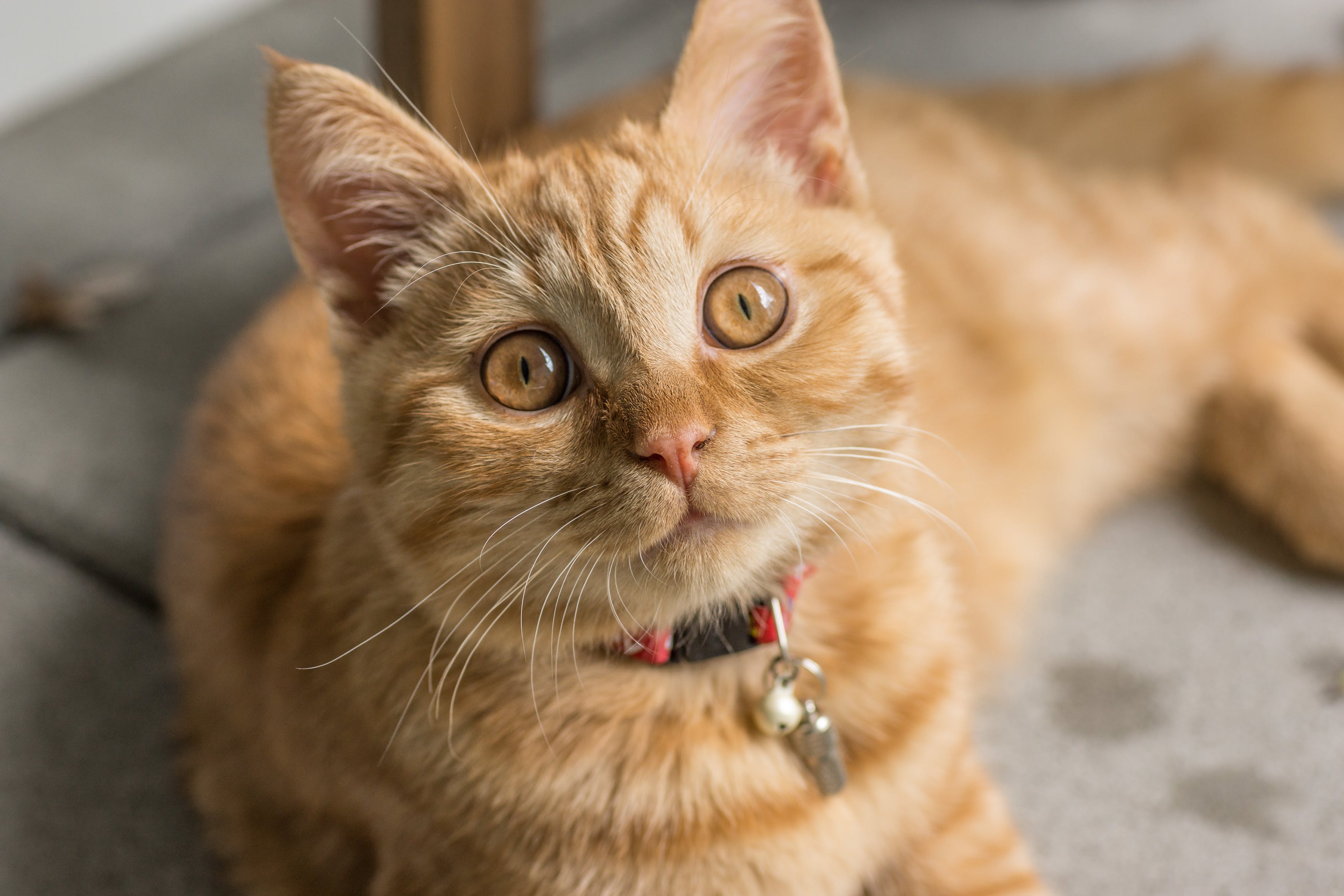 Haga este test y descubra si usted es la persona favorita de su gato.