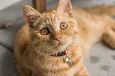 Haga este test y descubra si usted es la persona favorita de su gato