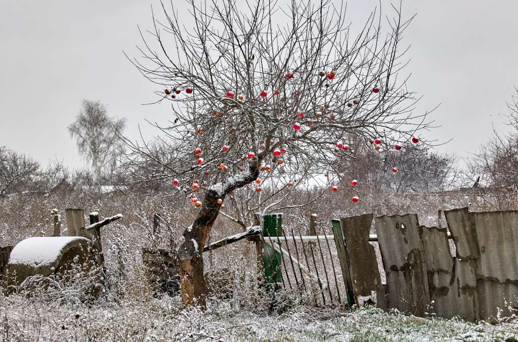 Kharkiv (Ukraine), 17/11/2022.- Apples on a tree in the recaptured village of Chekassky Tyshky in the Kharkiv area, Ukraine, 17 November 2022, amid Russia's military invasion. Kharkiv and the surrounding areas have been the target of heavy shelling since February 2022, when Russian troops entered Ukraine starting a conflict that has provoked destruction and a humanitarian crisis. At the beginning of September, the Ukrainian army pushed Russian forces from occupied territory northeast of the country in counterattacks. (Atentado, Rusia, Ucrania) EFE/EPA/SERGEY KOZLOV