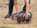 Moo Deng, el adorable hipopótamo pigmeo que se volvió viral en un zoo de Tailandia
