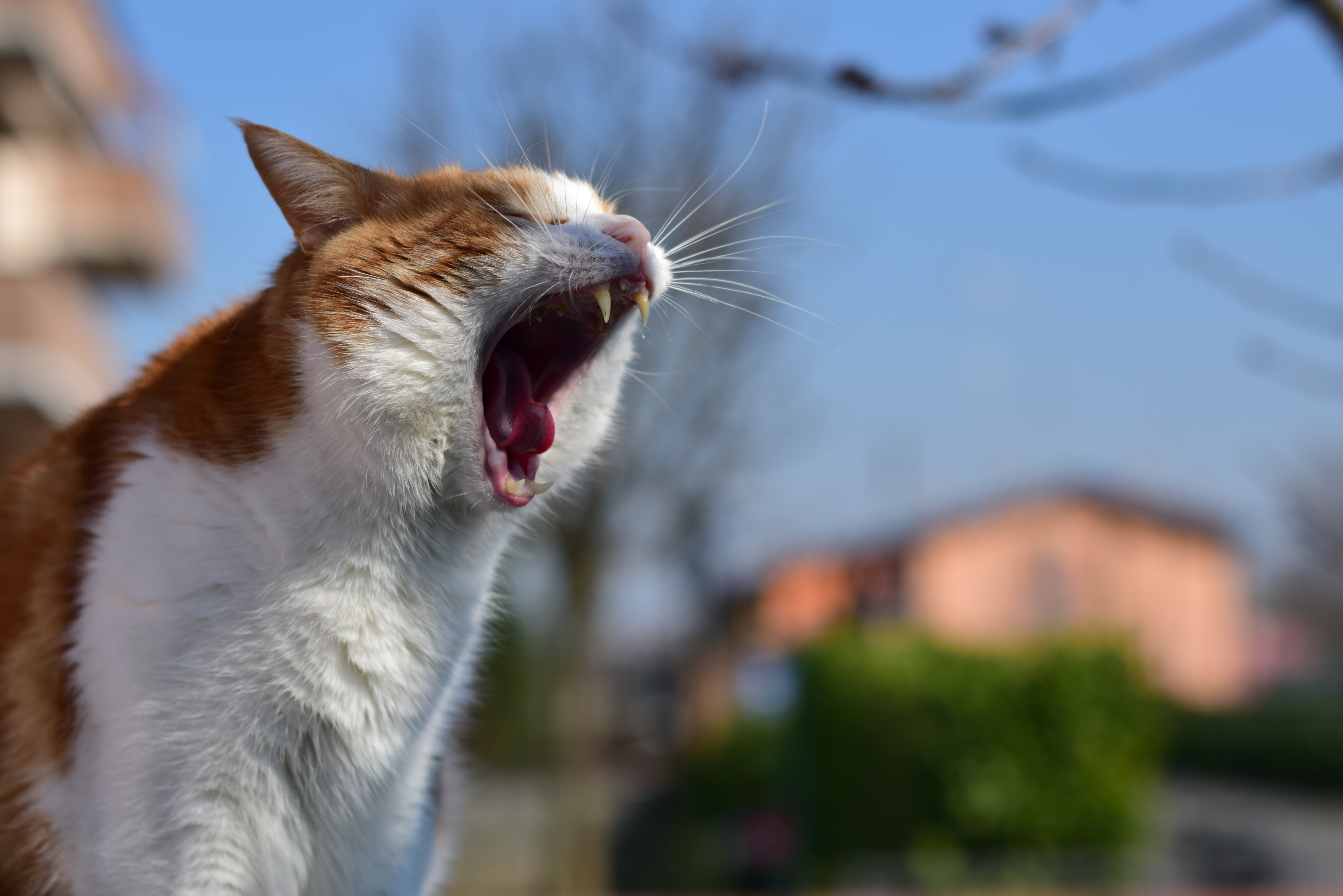En La Red Zoocial le explicamos por qué los malos juegos pueden influir en las conductas del gato, al igual que ignorar sus comportamientos.