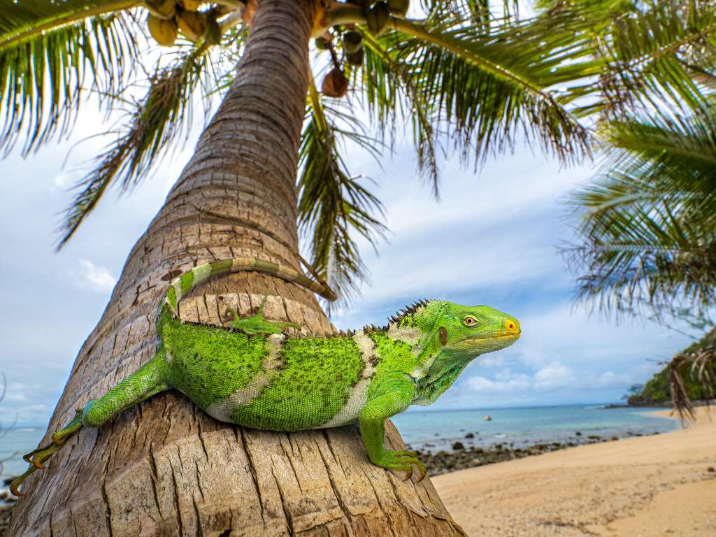 Una iguana crestada de Fiyi (Brachylophus vitiensis) descansa sobre un cocotero en la isla de Fiyi, en el Pacífico Sur. Las cuatro especies de iguanas que habitan Fiyi y Tonga hoy en día descienden de ancestros que colonizaron la isla en los últimos 34 millones de años, probablemente recorriendo 8.000 kilómetros en balsa por el océano Pacífico desde el oeste de Norteamérica. /Nicolás Hess- Universidad de San Francisco.