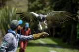 Animales silvestres, afectados por la pandemia
