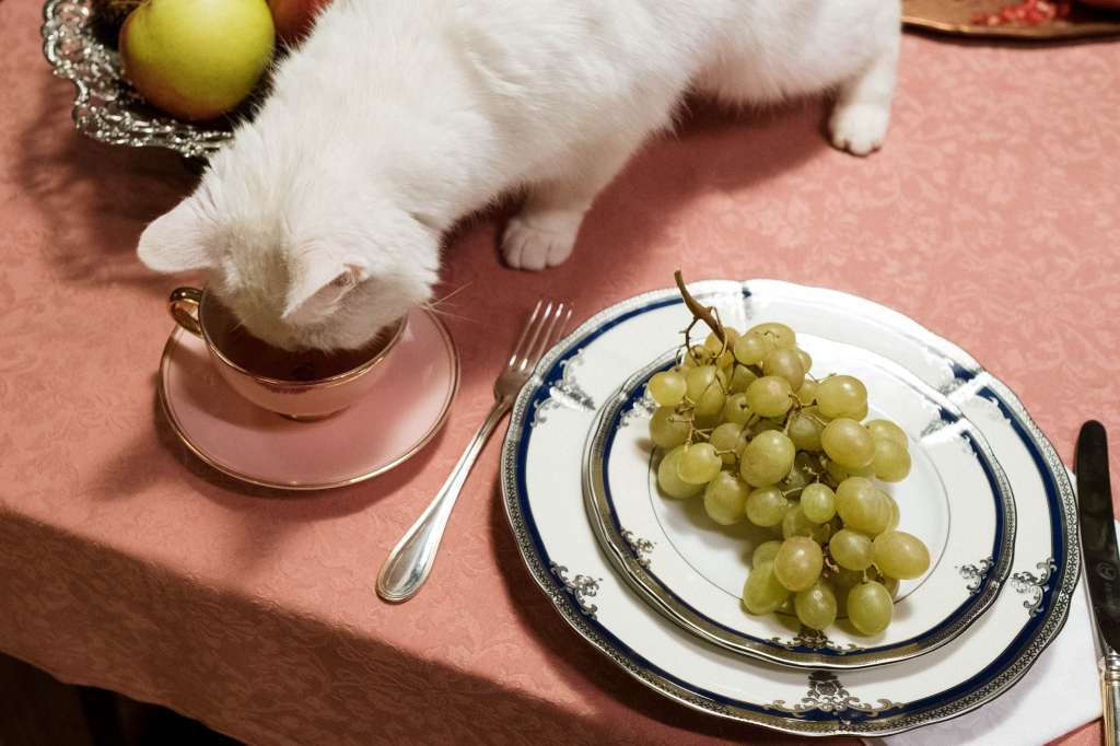 Comida humana para gatos: qué darle y que no a tu mascota
