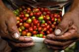 Cerca de 157 mil hectáreas de café afectadas por el fenómeno de El Niño