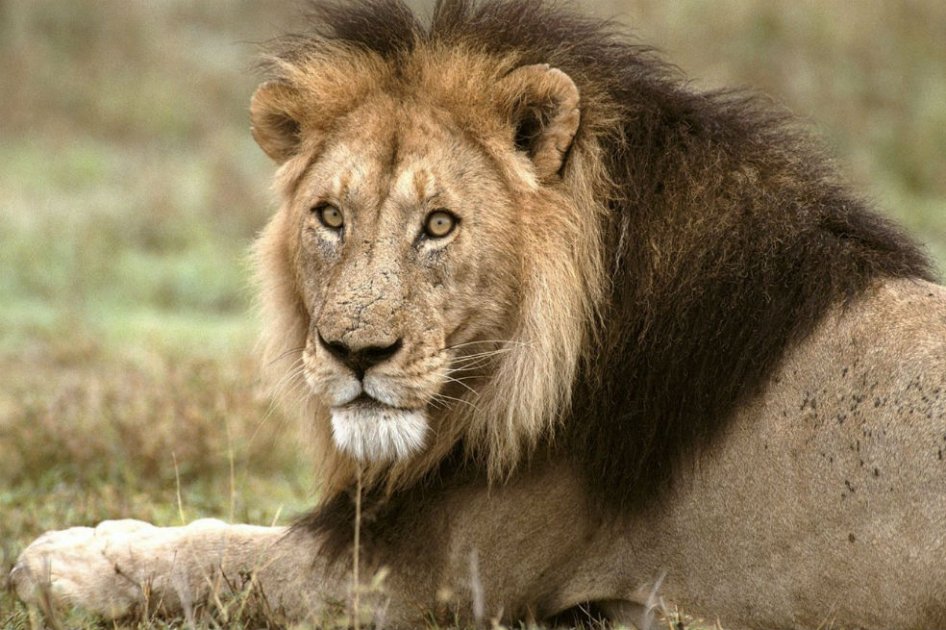 (Imagen de referencia) Dos leones atravesaron un canal en África de más de 1600 metros en un hecho inédito para la ciencia.