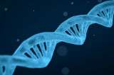 Decodifican por primera vez una parte clave del sistema inmunológico humano