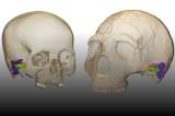 Encuentran restos fósiles del cráneo de un neandertal que vivió hace 60.000 años