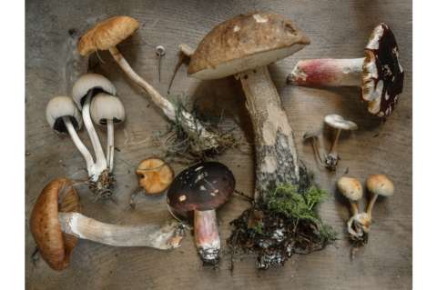 Es hora de explorar los hongos en las industria de la moda y la dermocosmética (I)
