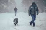 En este país construyeron túneles térmicos para salvar a los perros callejeros del invierno