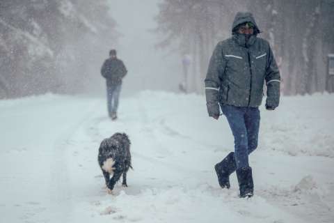 En este país construyeron túneles térmicos para salvar a los perros callejeros del invierno