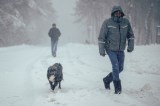 En este país construyeron túneles térmicos para salvar a los perros callejeros del invierno
