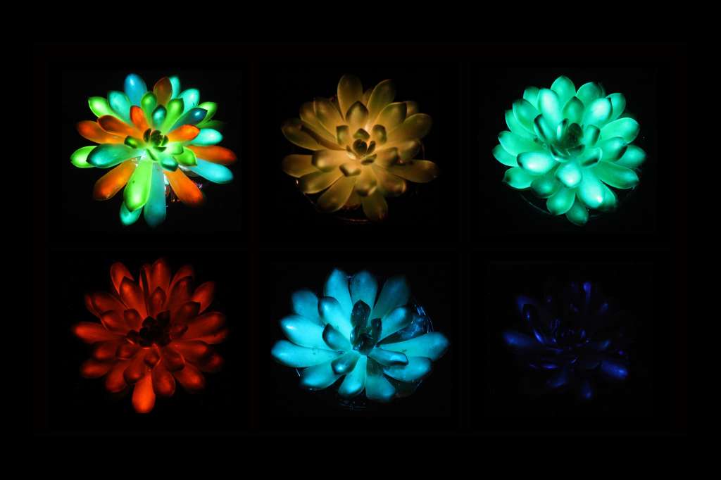 En una imagen sin fecha proporcionada por Liu et al., Matter, las suculentas brillan en diferentes colores tras ser infundidas con partículas de fósforo que absorben y liberan luz lentamente.