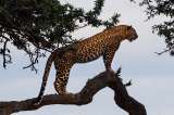 Animales en la selva de Guaviare: estas son algunas de sus especies
