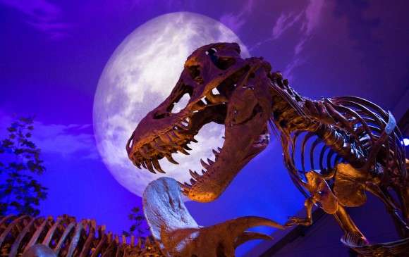 A la fecha, se han descubierto 50 especies del género Tiranosaurio Rex. / Foto Cortesía