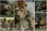 Conozca a ‘Maucho’, el león que pudo ser padre tras una operación pionera