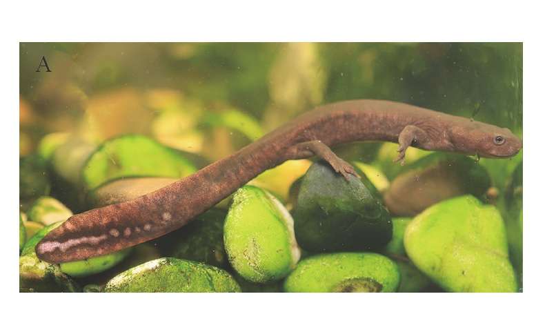 Imagen de "Pachytriton yeae", la nueva especie de salamandra.