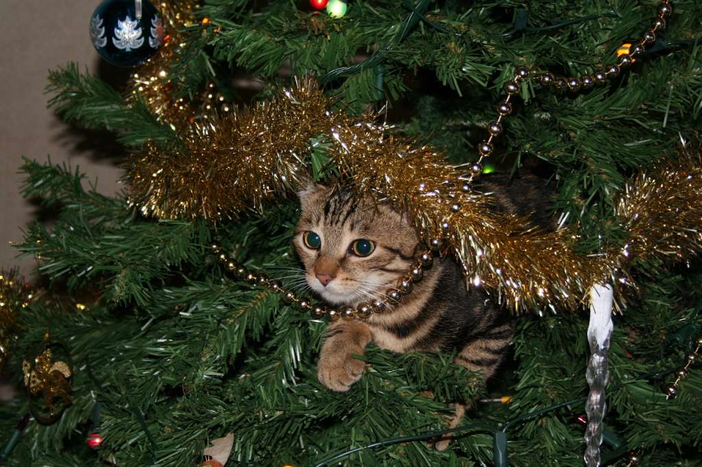 ¿Qué hacer para que el gato no se acerque al árbol de navidad?