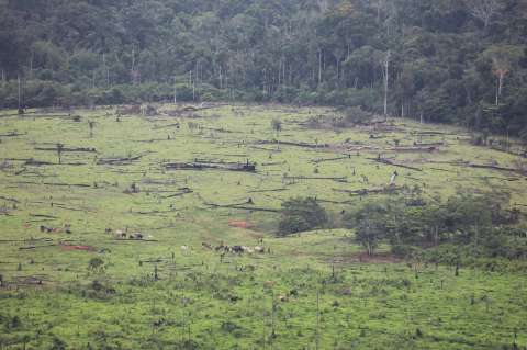 El informe reservado que muestra cómo avanza la deforestación en Chiribiquete