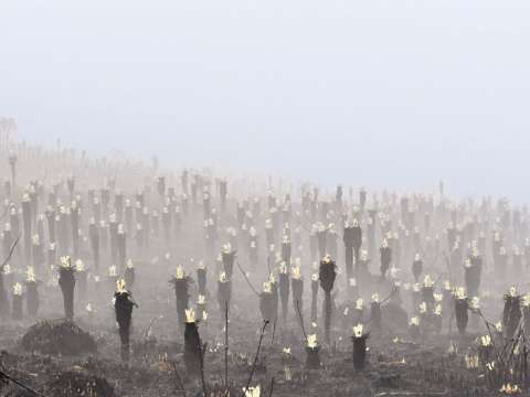 Frailejones del páramo de Berlín dan las primeras muestras de recuperación