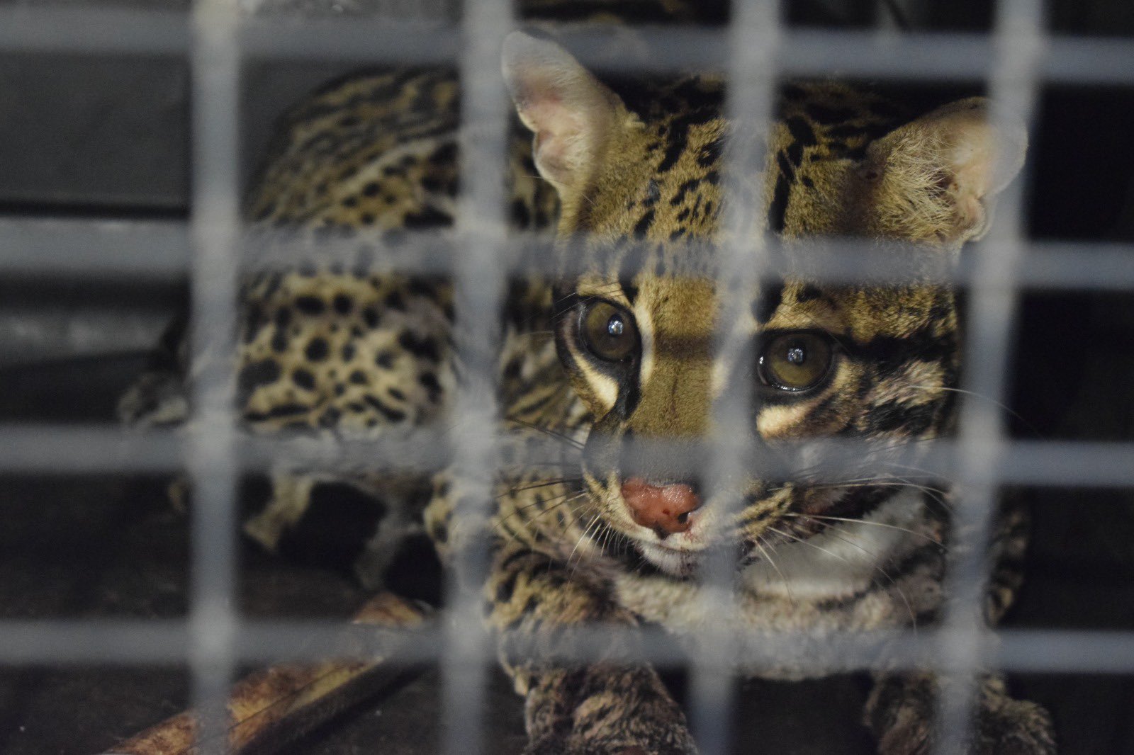 Rescatan a ocelote que sufrió un ataque de perros en el sur del Tolima