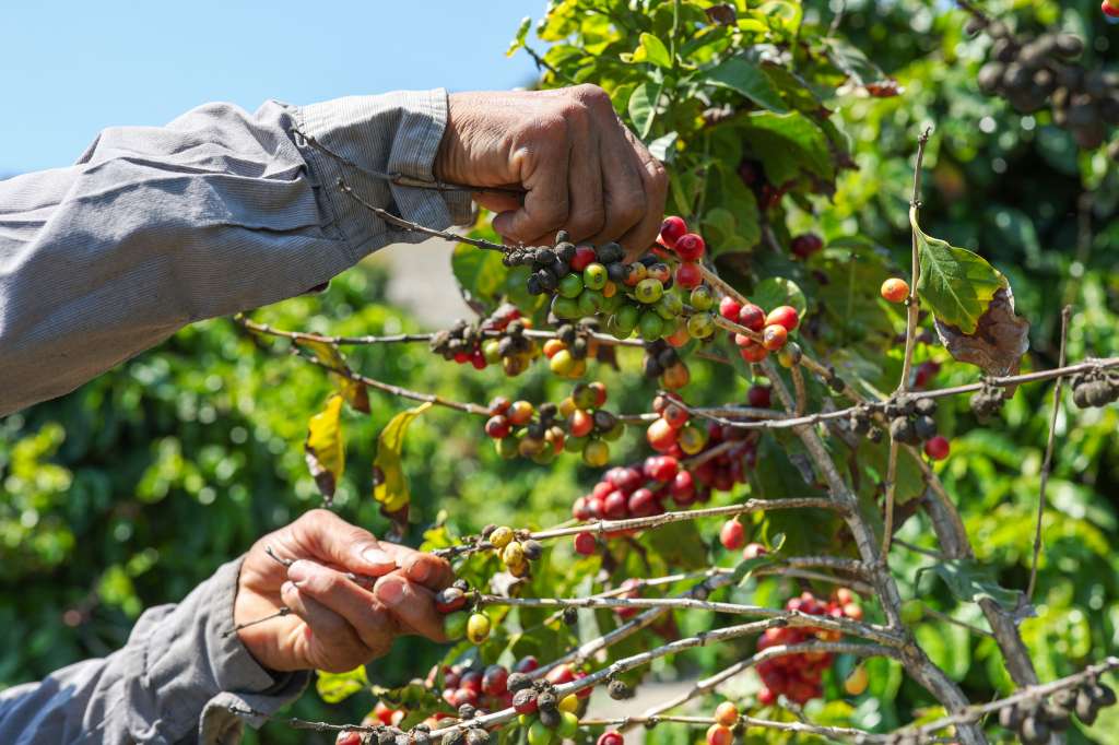 A farmworker checks coffee beans at Rancho Filoso Farm in Santa Paula, California, on July 14, 2025.