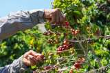 Gobierno define las cinco prioridades para impulsar la producción agropecuaria