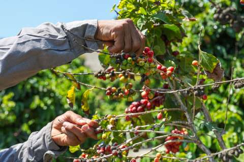 Gobierno define las cinco prioridades para impulsar la producción agropecuaria