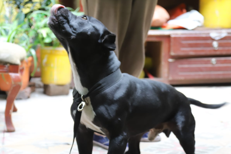 Buenas noticias: rescatan dos perros que eran maltratados en Bogotá