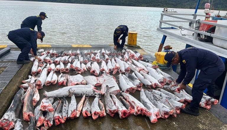 En Colombia, se han incautado 334 toneladas de pesca ilegal en los últimos 10 años
